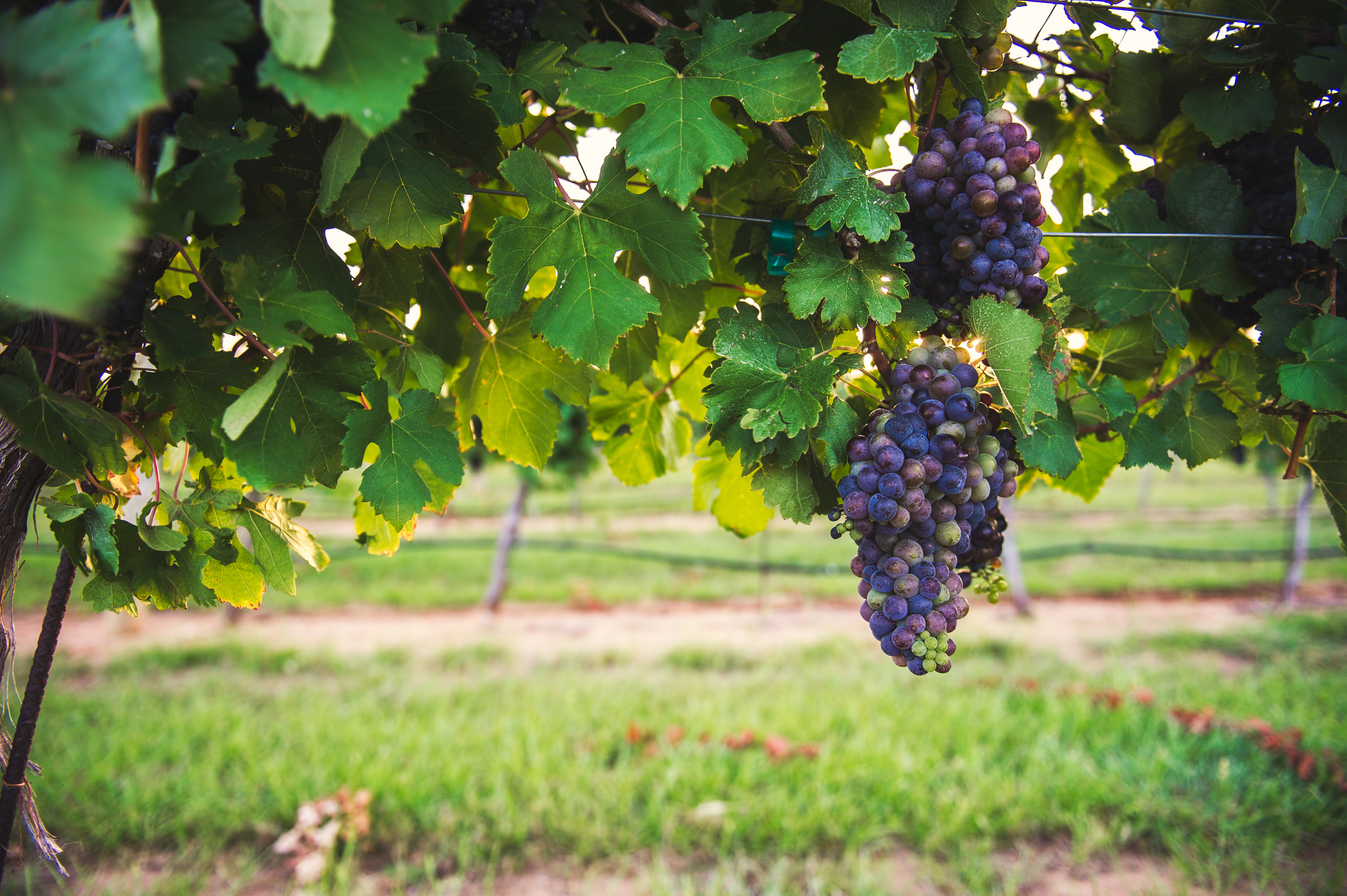 Gillespie_County_Grapes_wine-0023_(Credit_Blake_Mistich).jpg
