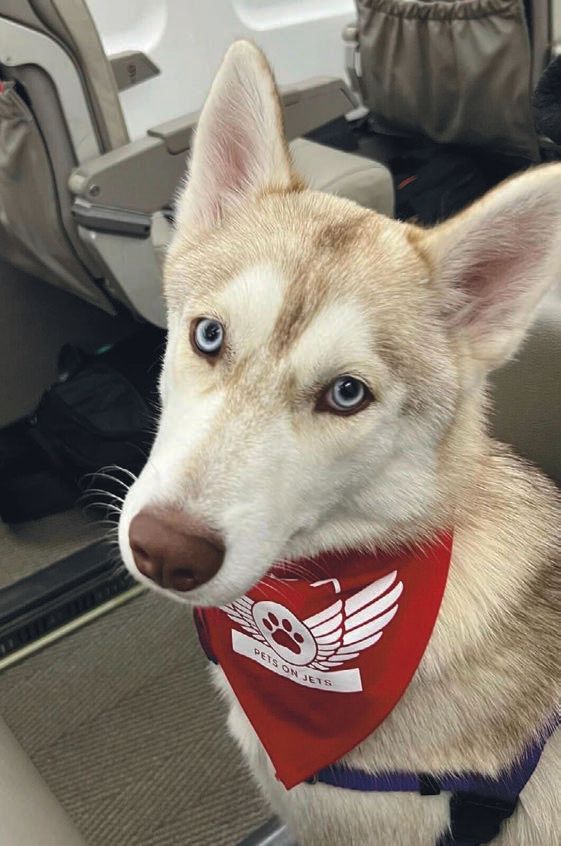 JSX is soaring to new heights with its storied Pets on Jets program JSX PHOTO BY @LOUISEANDCHERIE ON INSTAGRAM