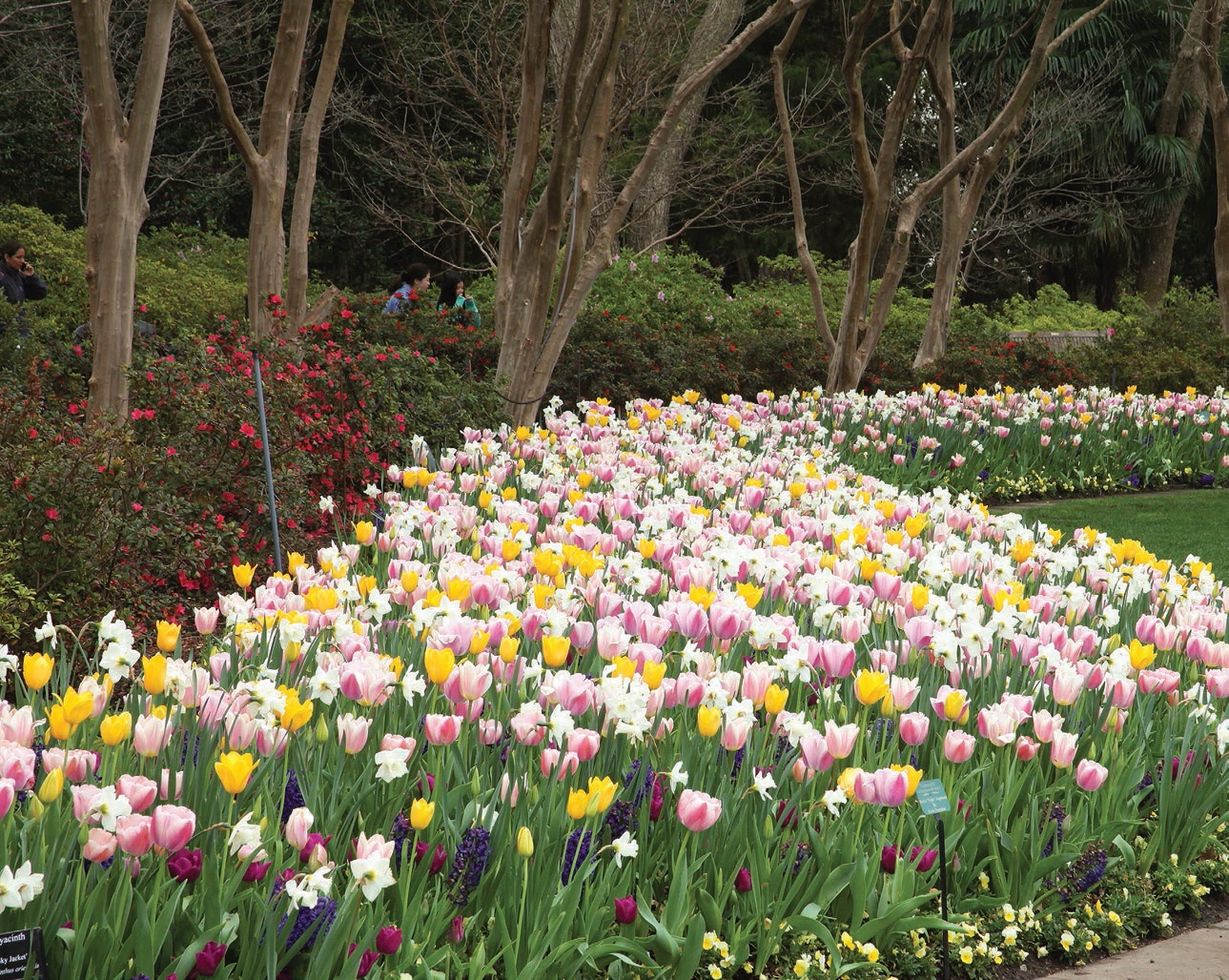 Delight in fields of colorful blooms at the Dallas Arboretum and Botanical Garden PHOTO: COURTESY OF DALLAS ARBORETUM AND BOTANICAL GARDEN